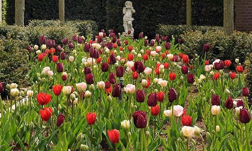 Spring Combination Ideas, Bulb Combinations, Plant Combinations, Flowerbeds Ideas, Spring Borders,Tulip 'Angelique',Tulip 'Couleur Cardinal',Tulip 'Curly Sue',Tulipa 'Angelique',Tulipa 'Couleur Cardinal',Tulipa 'Curly Sue'